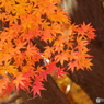 紅葉11