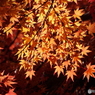 紅葉12