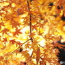 紅葉13