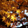 紅葉14