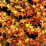 紅葉15