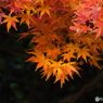 紅葉19
