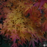 紅葉20