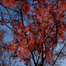 紅葉タイム