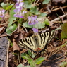 ヒメギフチョウ　スミレで吸蜜