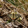 ヒメギフチョウ　フキノトウで吸蜜