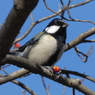 ハナミズキの実を食べる シジュウカラ （パソコンでのRAW現像）