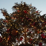 クリスマスツリー4