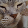 猫の鼻