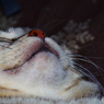 猫親分のアゴ