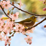春のような冬