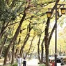 秋の散歩道　輝く時