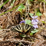 ギフチョウ　タチツボスミレで吸蜜