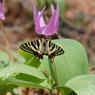 ギフチョウ　カタクリで吸蜜