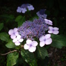 額紫陽花