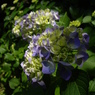 紫陽花