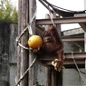 東山動植物園にて