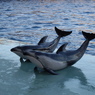 名古屋港水族館にて