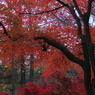 紅葉1 2009 PowerShot A70