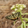 ヒメギフチョウ　フキノトウで吸蜜