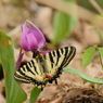ヒメギフチョウ　カタクリで吸蜜