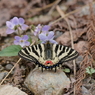 ヒメギフチョウ　タチツボスミレで吸蜜