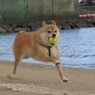 飛行犬撮影ほろ苦デビュー　新舞子マリンパーク