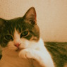 100819－にゃんだおい