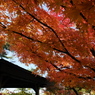 紅葉4 2016 FUJIFILM X20