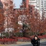 分離帯の紅葉