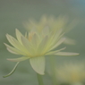 霧中