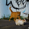 猫親分のチャレンジ