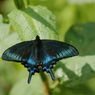 ミヤマカラスアゲハ　第1化　開翅