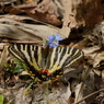ギフチョウ　フデリンドウで吸蜜