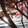 紅葉12 2017 HEXANON AR 50mmF1.7 / E-P2