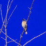野鳥を追って　モズ？
