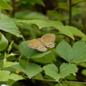 キマダラモドキ　開翅