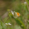 クモマツマキチョウ　ミヤマハタザオで吸蜜