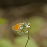クモマツマキチョウ　ミヤマハタザオで吸蜜