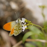 クモマツマキチョウ　ミヤマハタザオで吸蜜