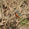 野鳥を追って　カワセミ