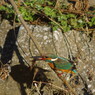 野鳥を追って　カワセミ　Ⅱ