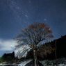 柿の木の夜
