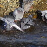野鳥を追って　鳩