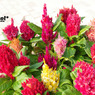 colorfull