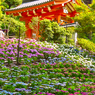 紫陽花Ⅰ