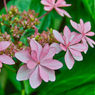 紫陽花Ⅱ