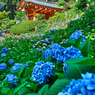 紫陽花Ⅲ