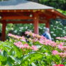 紫陽花Ⅴ
