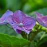紫陽花Ⅵ